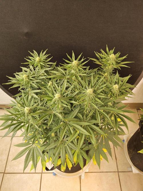 Freaky Cheese. Week 12