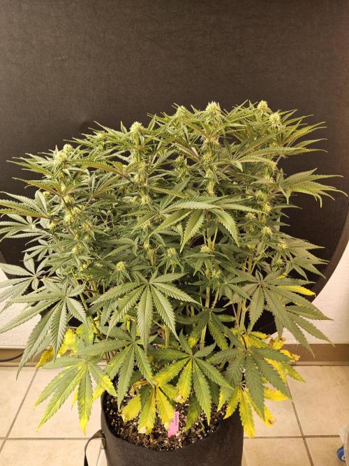 Freaky Cheese. Week 12