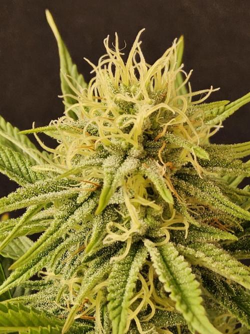 #4 Original. Week 12