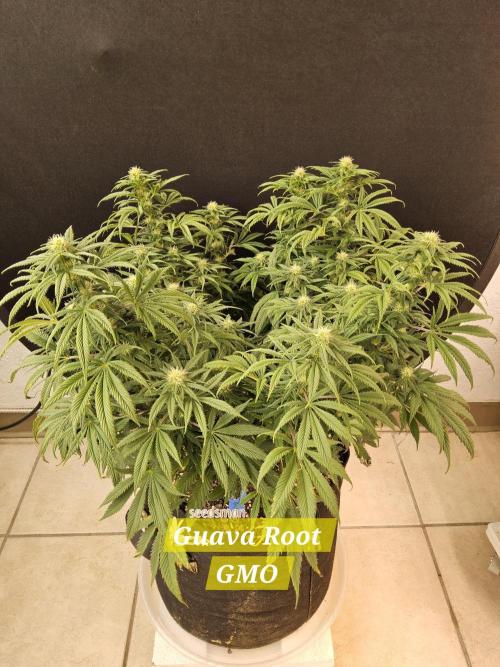 Sweet Guava Root. Week 12