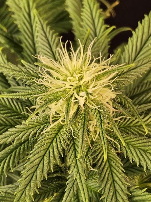 Sweet Guava Root. Week 12
