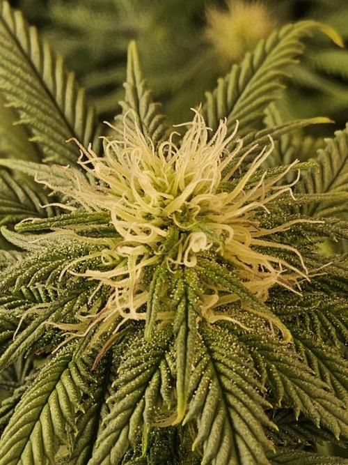 Sweet Guava Root. Week 12