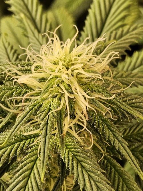 Sweet Guava Root. Week 12