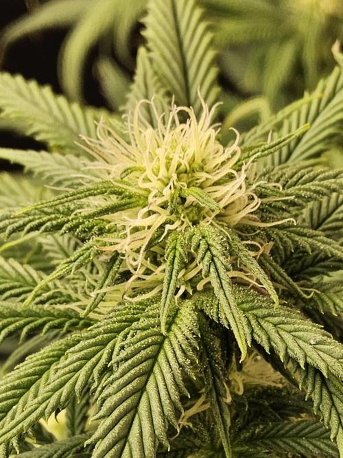 Sweet Guava Root. Week 12