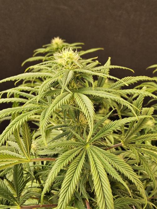 Sweet Guava Root. Week 12