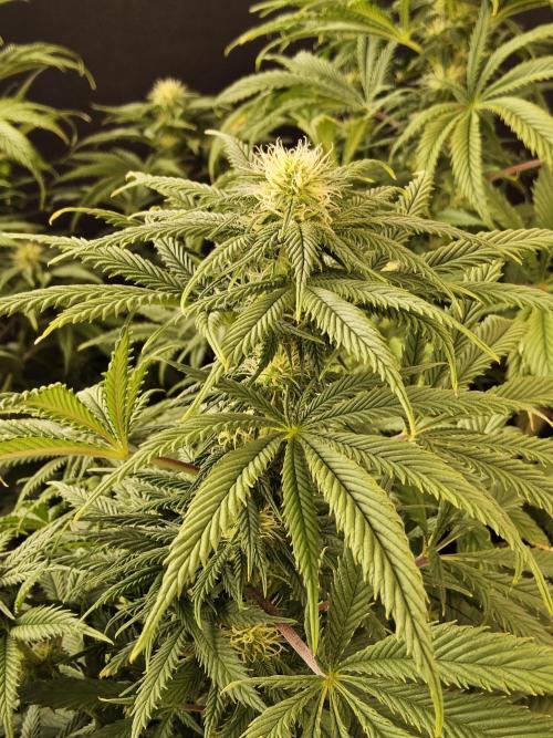 Sweet Guava Root. Week 12