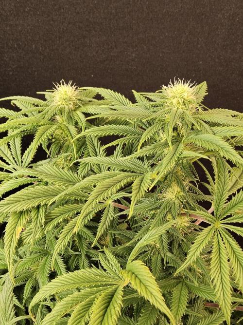 Sweet Guava Root. Week 12