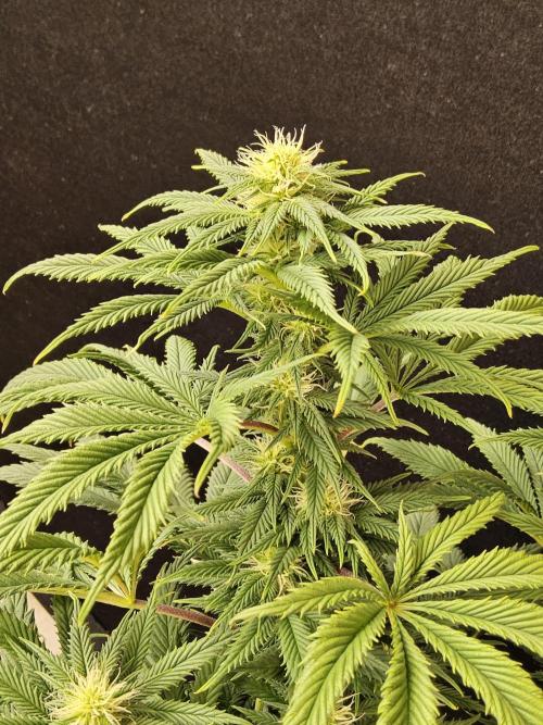 Sweet Guava Root. Week 12