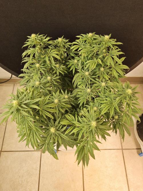 Sweet Guava Root. Week 12