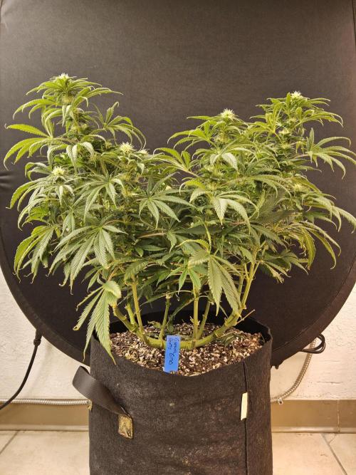 Sweet Guava Root. Week 12