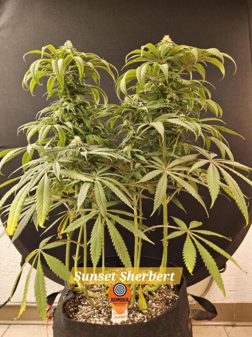 A Kannabian Sunset. Week 12