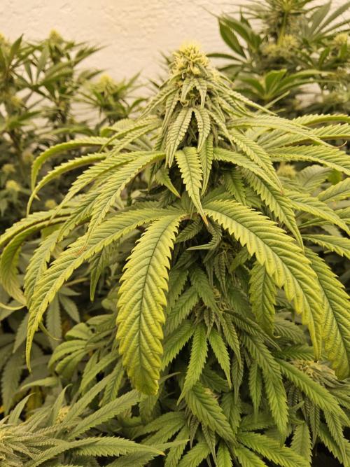 A Kannabian Sunset. Week 12