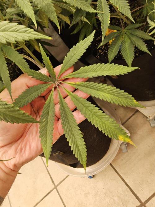 A Kannabian Sunset. Week 12