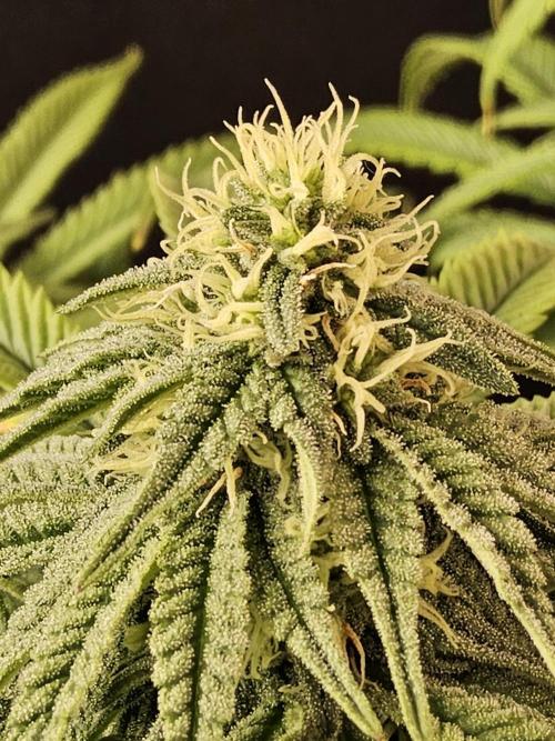 A Kannabian Sunset. Week 12