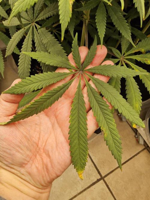 A Kannabian Sunset. Week 12