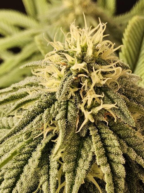 A Kannabian Sunset. Week 12