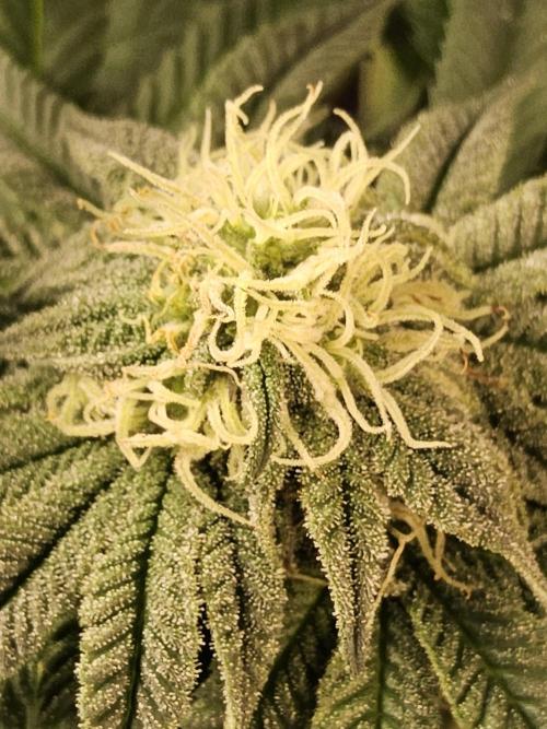 A Kannabian Sunset. Week 12