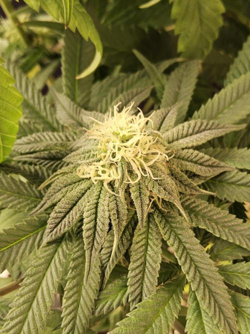 A Kannabian Sunset. Week 12