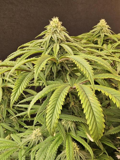A Kannabian Sunset. Week 12