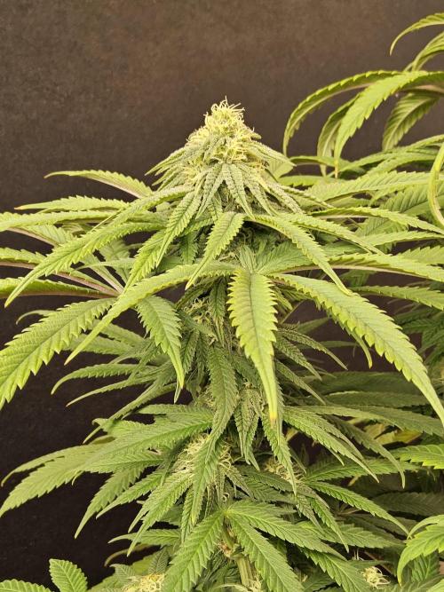 A Kannabian Sunset. Week 12