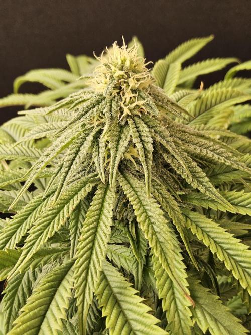 A Kannabian Sunset. Week 12