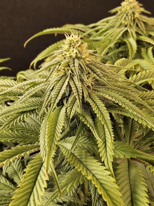 A Kannabian Sunset. Week 12