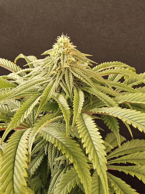 A Kannabian Sunset. Week 12