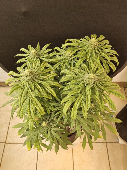 A Kannabian Sunset. Week 12