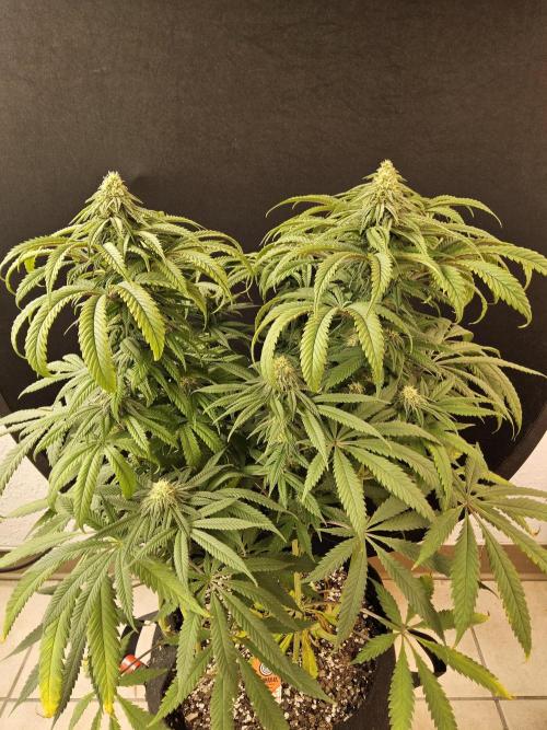 A Kannabian Sunset. Week 12