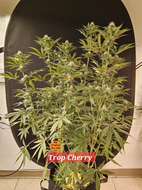 Very Cherry. Week 12