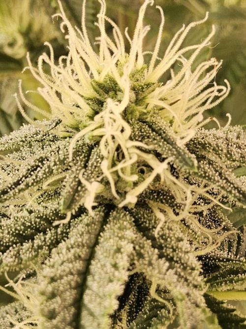 Very Cherry. Week 12