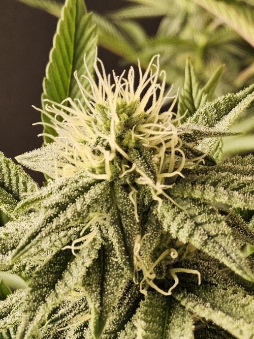 Very Cherry. Week 12