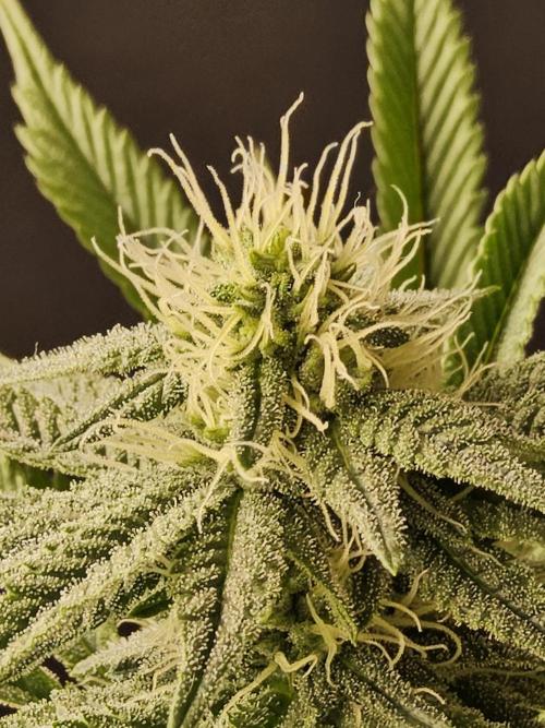 Very Cherry. Week 12