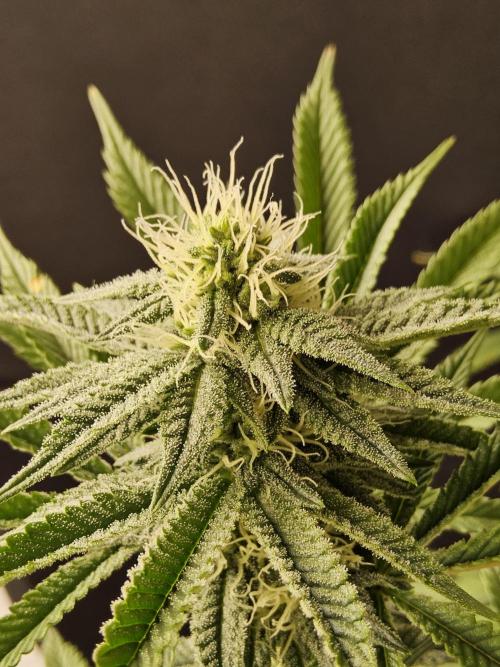 Very Cherry. Week 12
