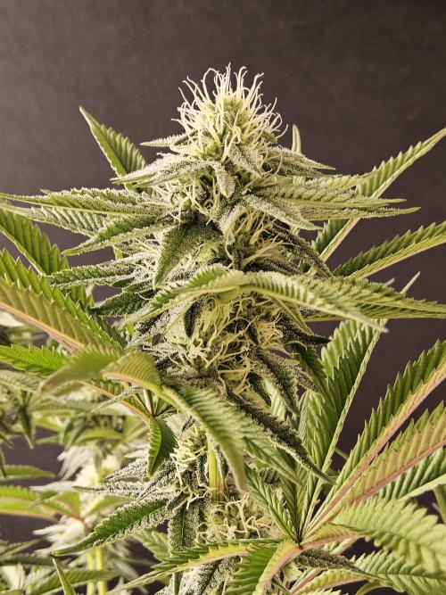 Very Cherry. Week 12