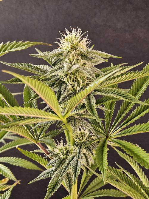 Very Cherry. Week 12
