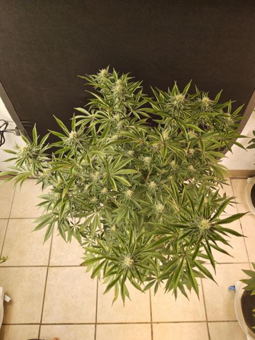 Very Cherry. Week 12