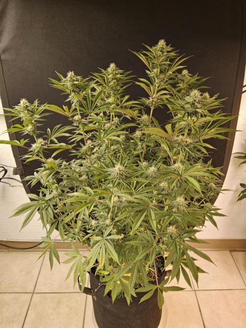 Very Cherry. Week 12