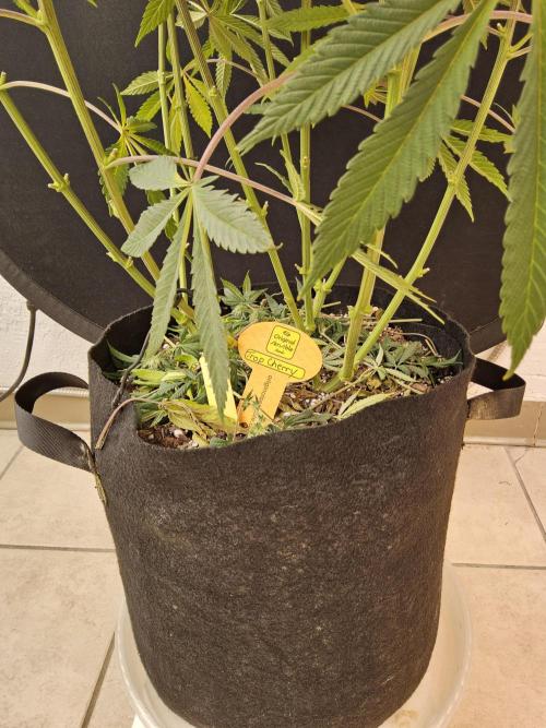 Very Cherry. Week 12