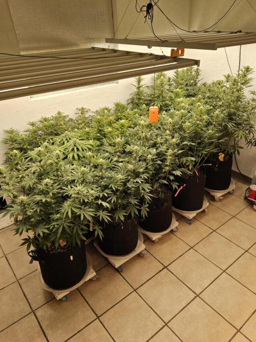 Very Cherry. Week 12