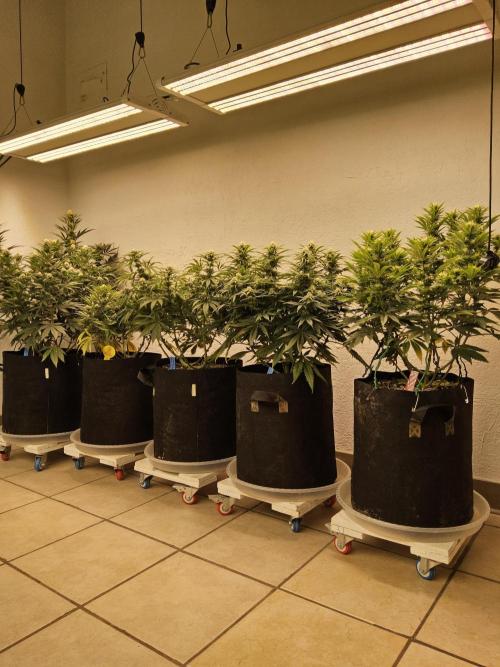 Very Cherry. Week 12