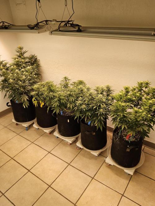 Very Cherry. Week 12