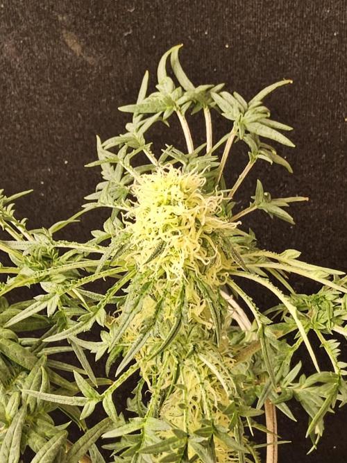 Freak Swirl. Week 12