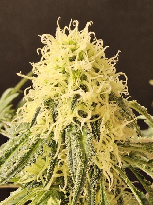 Freak Swirl. Week 13