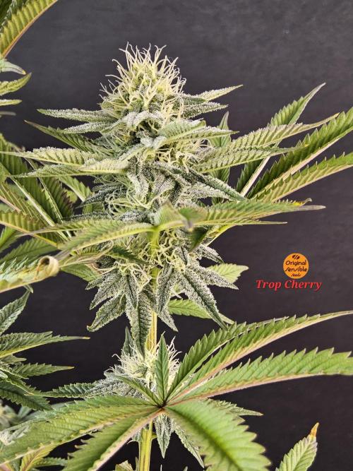 Very Cherry. Week 13