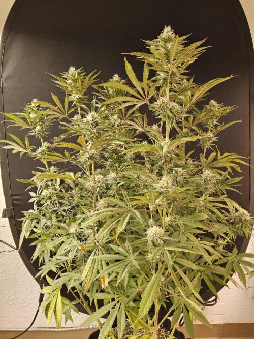 Very Cherry. Week 13