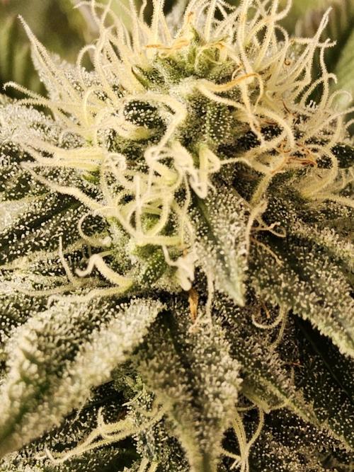 Very Cherry. Week 13
