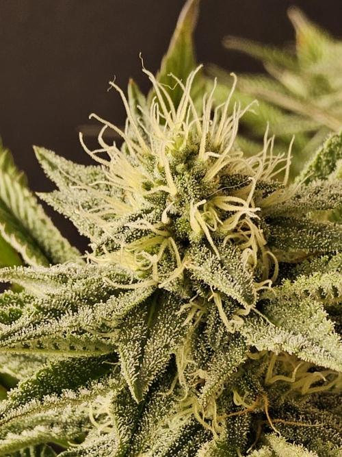 Very Cherry. Week 13