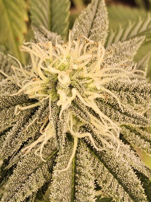 Very Cherry. Week 13