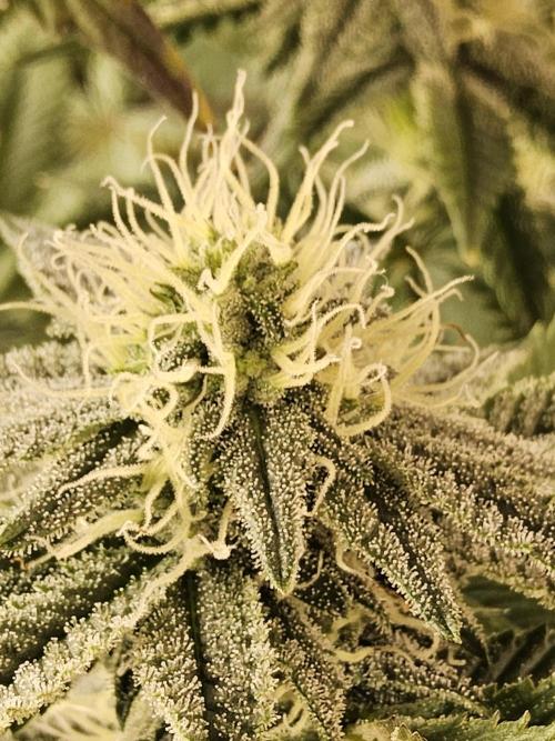 Very Cherry. Week 13